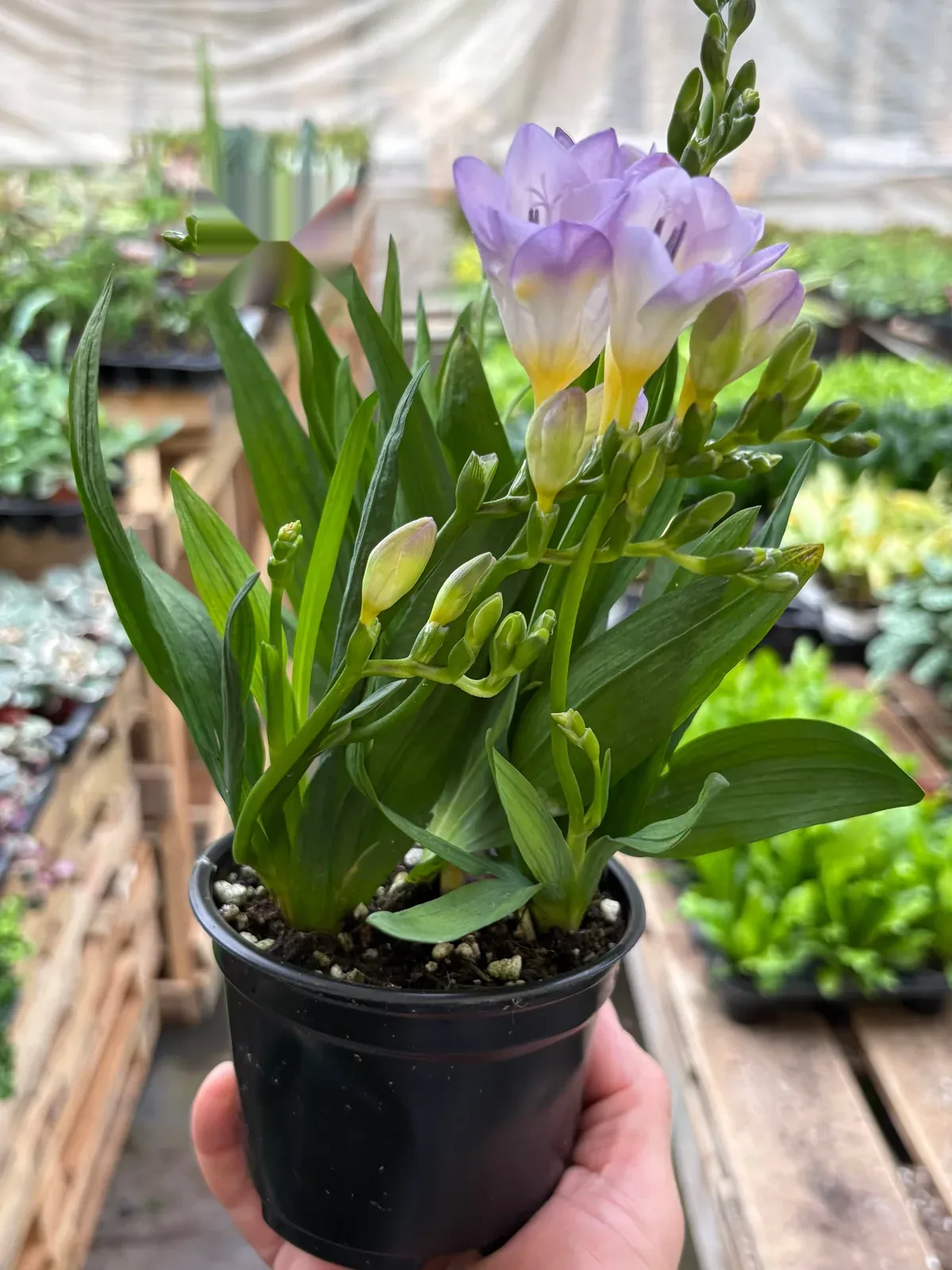 Freesia 
