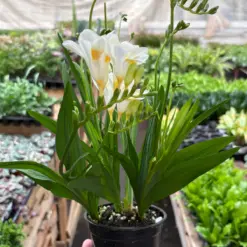 Freesia 'White' houseplant