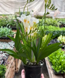 Freesia 'White' houseplant