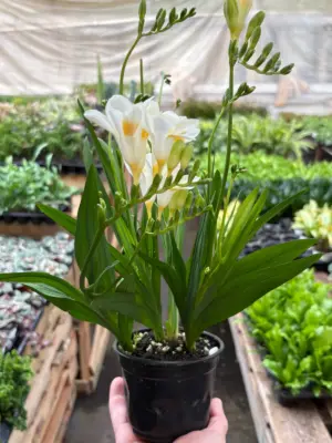 Freesia 'White' houseplant