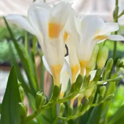 Freesia 'White' — additional view