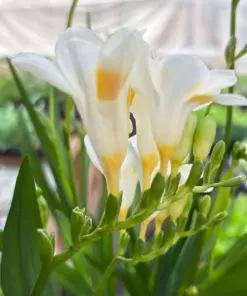 Freesia 'White' — additional view