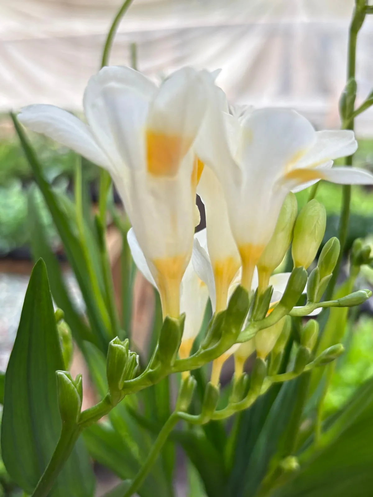 Freesia 