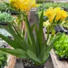 Freesia 'Yellow' houseplant