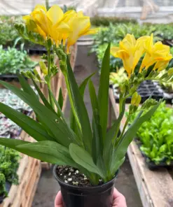 Freesia 'Yellow' houseplant