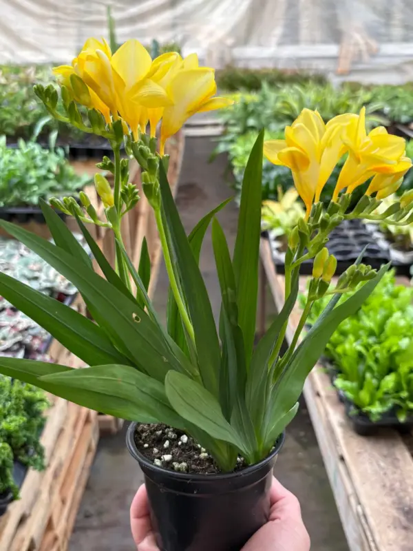 Freesia 'Yellow' houseplant