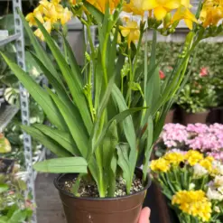 Freesia 'Yellow' — additional view