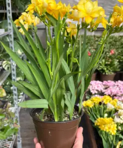 Freesia 'Yellow' — additional view