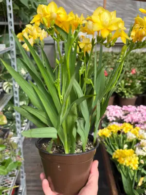 Freesia 'Yellow' — additional view
