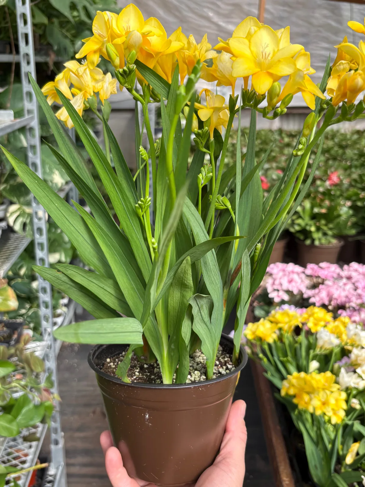 Freesia 