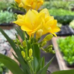 Freesia 'Yellow' — additional view