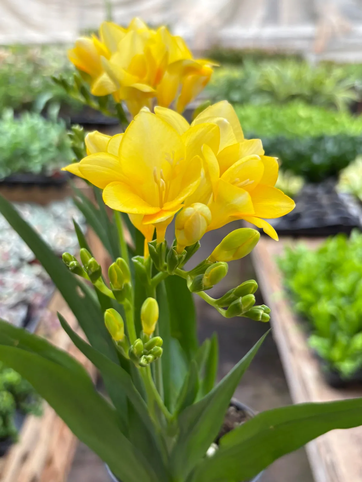 Freesia 