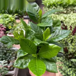 Gardenia 'Bush' houseplant