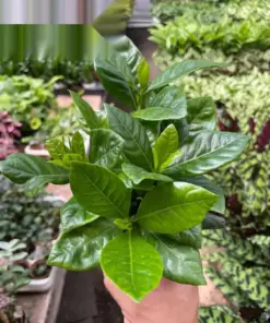 Gardenia 'Bush' houseplant