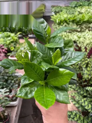 Gardenia 'Bush' houseplant