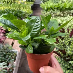Gardenia 'Bush' — additional view