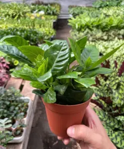 Gardenia 'Bush' — additional view