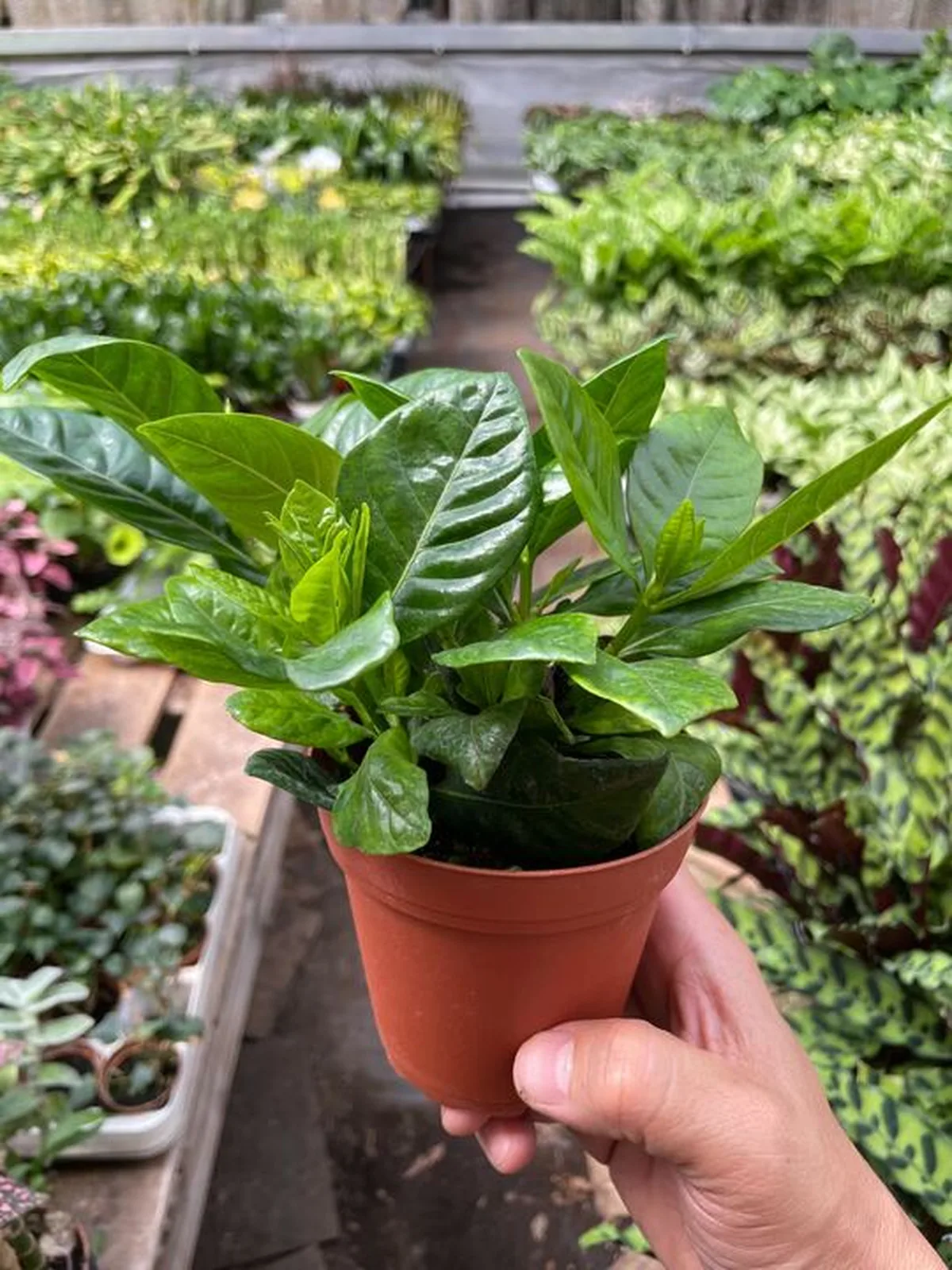 Gardenia 