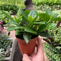 Gardenia 'Bush' — additional view