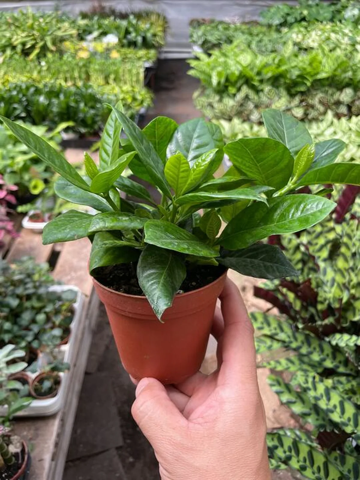 Gardenia 