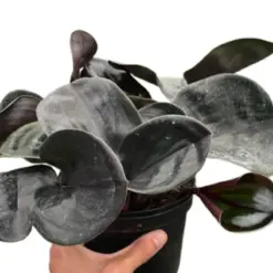 Geogenanthus 'Ciliatus' houseplant