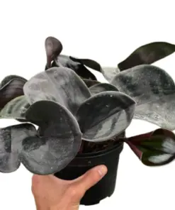 Geogenanthus 'Ciliatus' houseplant