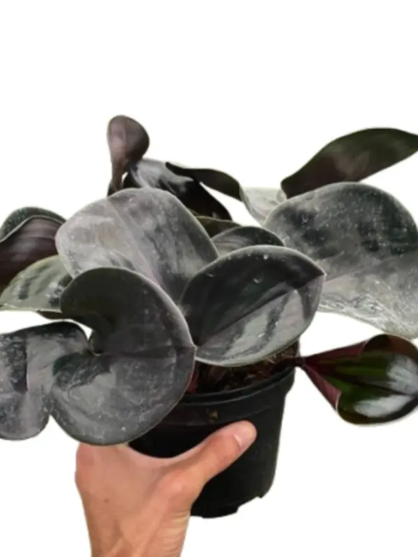 Geogenanthus 'Ciliatus' houseplant