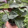 Geogenanthus 'Seersucker' houseplant