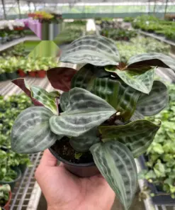 Geogenanthus 'Seersucker' houseplant