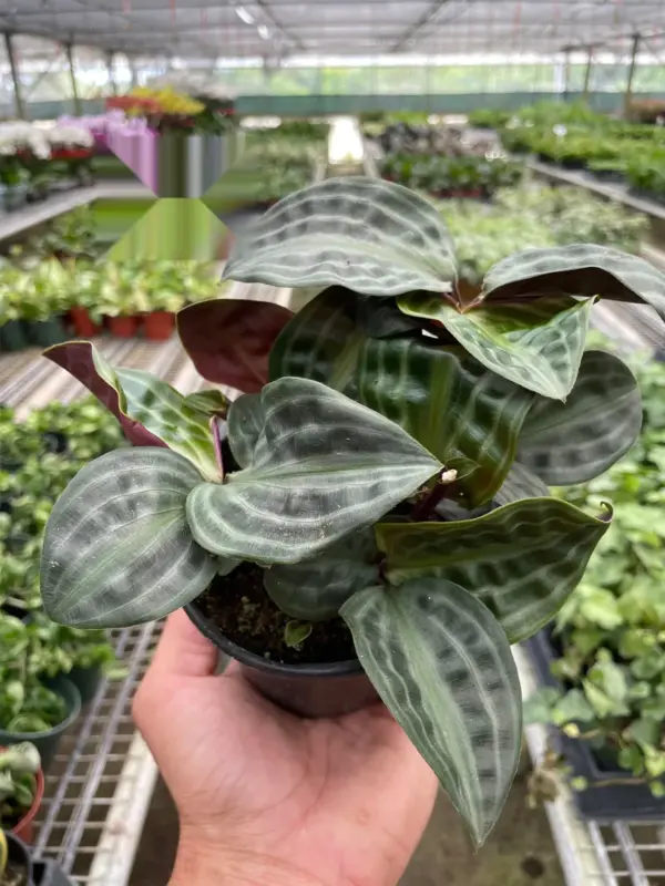 Geogenanthus 'Seersucker' houseplant