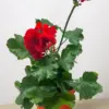 Geranium Red houseplant
