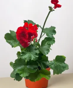 Geranium Red houseplant