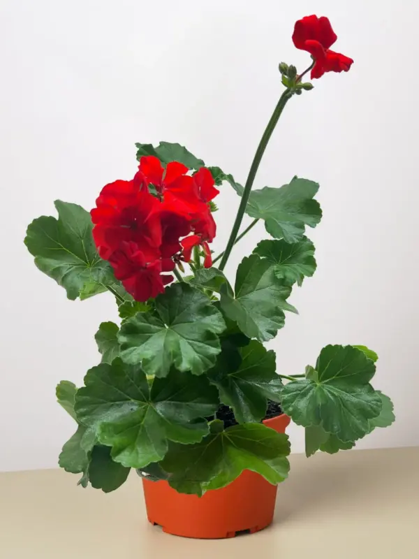 Geranium Red houseplant