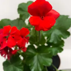 Geranium Red — additional view