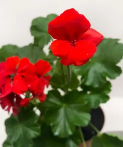 Geranium Red — additional view