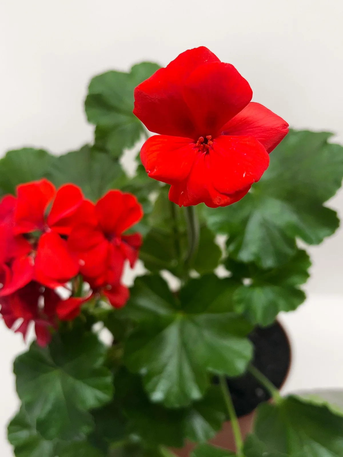 Geranium Red — additional view