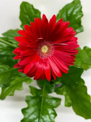 Gerbera Daisy Pink — additional view