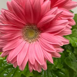 Gerbera Daisy Pink — additional view