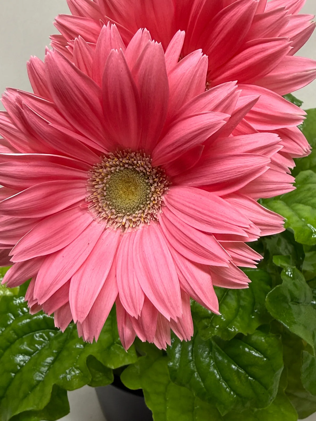 Gerbera Daisy Pink — additional view