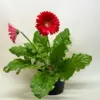 Gerbera Sweet Love Red Sweetlove houseplant