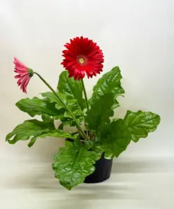 Gerbera Sweet Love Red Sweetlove houseplant