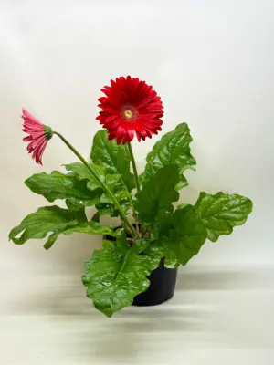 Gerbera Sweet Love Red Sweetlove houseplant