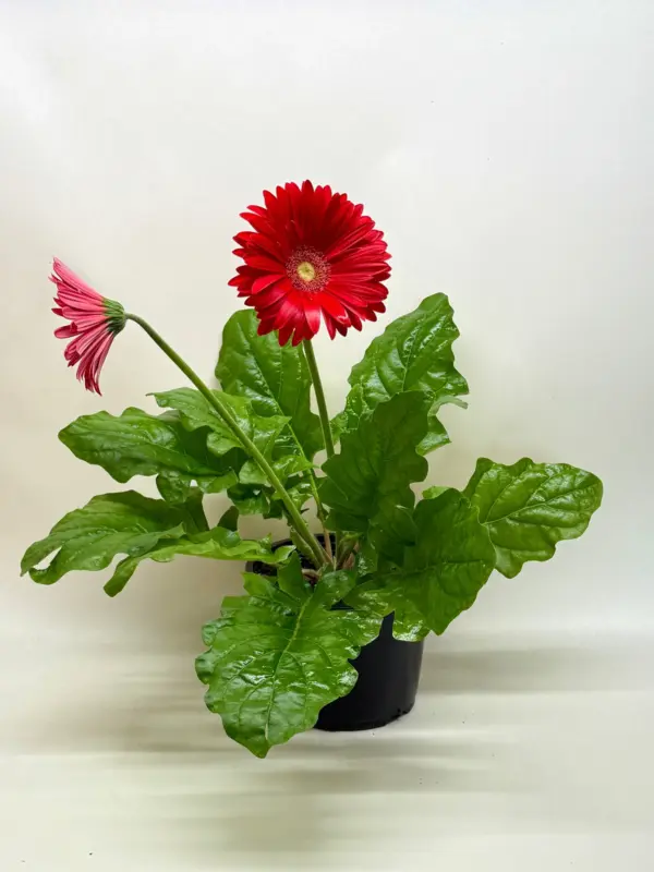 Gerbera Sweet Love Red Sweetlove houseplant