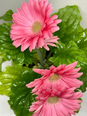 Gerbera Sweet Love Red Sweetlove — additional view