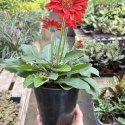 Gerbera Sweet Love Red Sweetlove — additional view