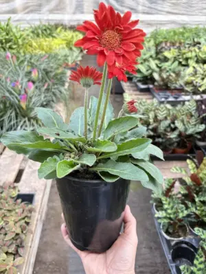 Gerbera Sweet Love Red Sweetlove — additional view