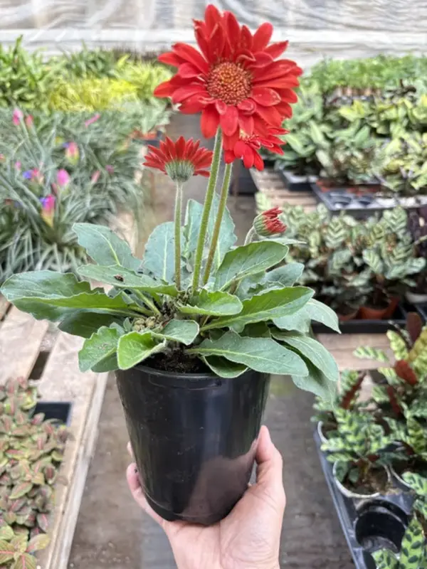 Gerbera Sweet Love Red Sweetlove — additional view