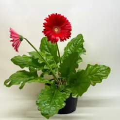 Gerbera Daisy Yellow houseplant