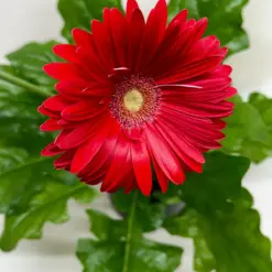 Gerbera Daisy Yellow — additional view