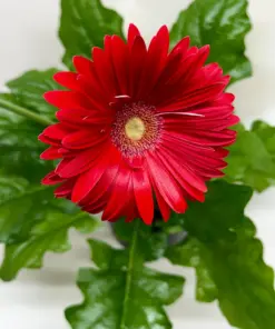 Gerbera Daisy Yellow — additional view